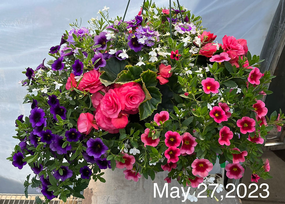 Thumbnail: Recipe #17, 12" Sun Hanging Basket
