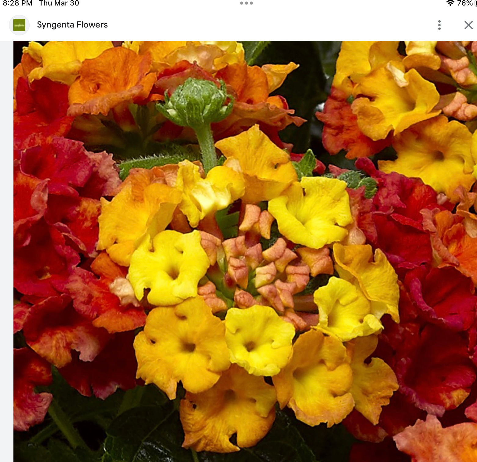 Lantana, Bandana Mango