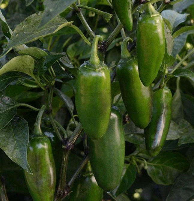 Pepper, Jalapeño LaBomba