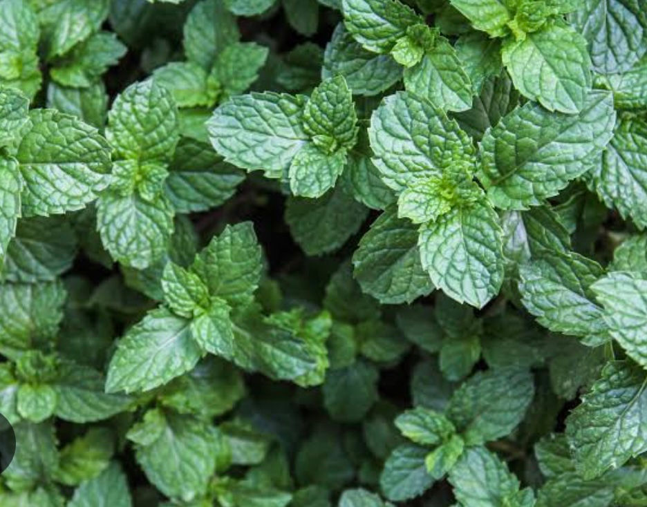 Mint