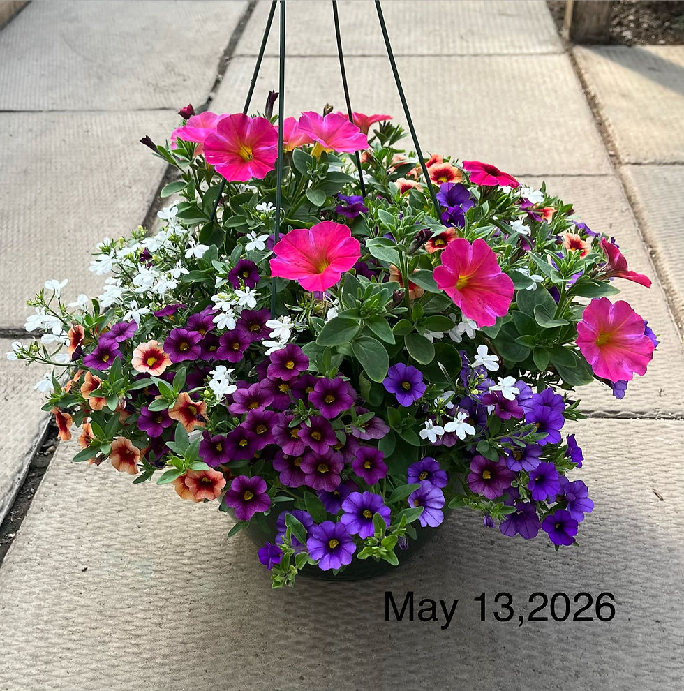 Thumbnail: Recipe #29, 12" Sun Hanging Basket