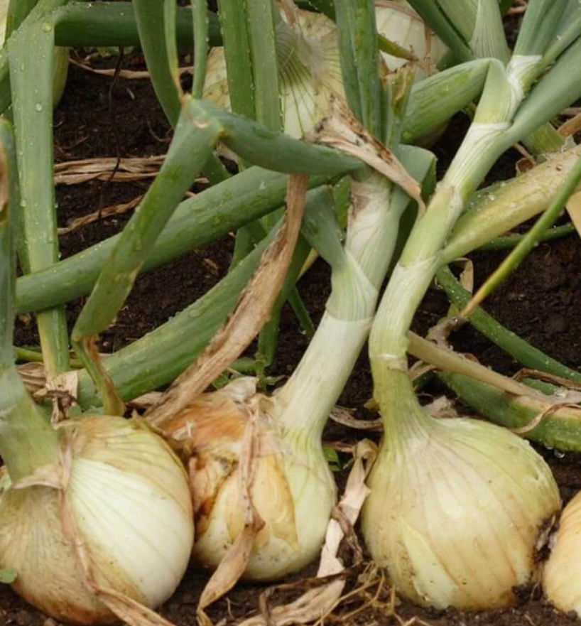 Onion, Alisa Craig, 6-Pack