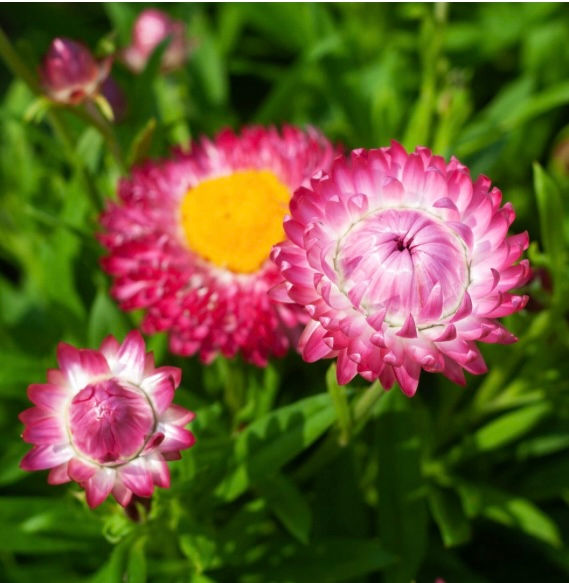 Strawflower, Granvia Pink