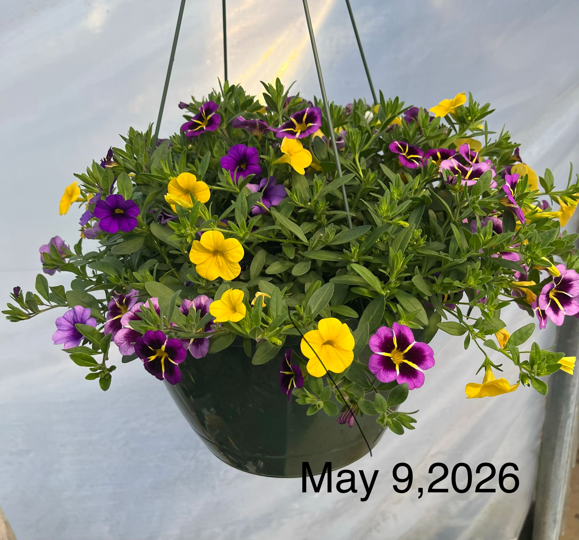 Recipe #3, 12" Sun Hanging Basket