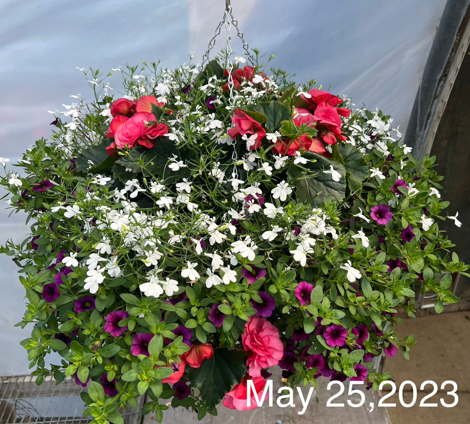 #5 Dusty Rose, 14" Solenia Wire Basket