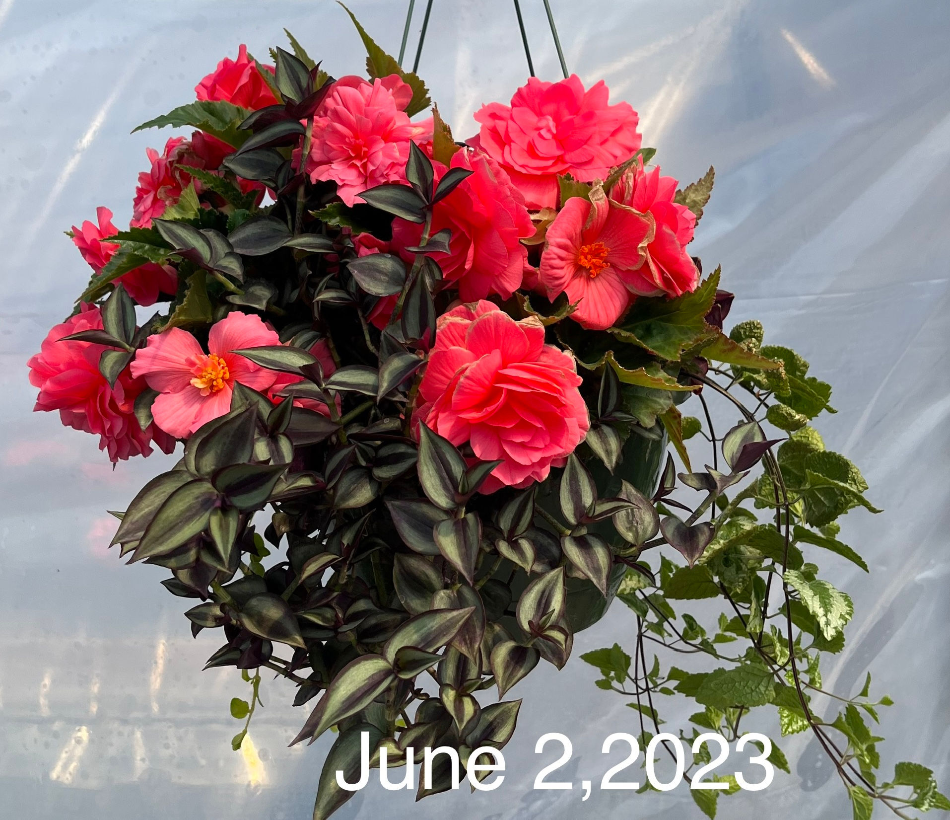 Recipe S5, 12" Shade Hanging Basket