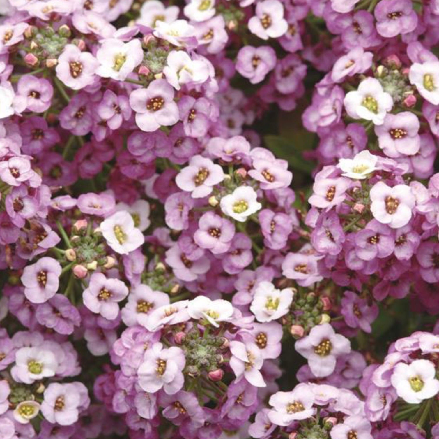 Alyssum, Clear Crystal Purple 6-Pack
