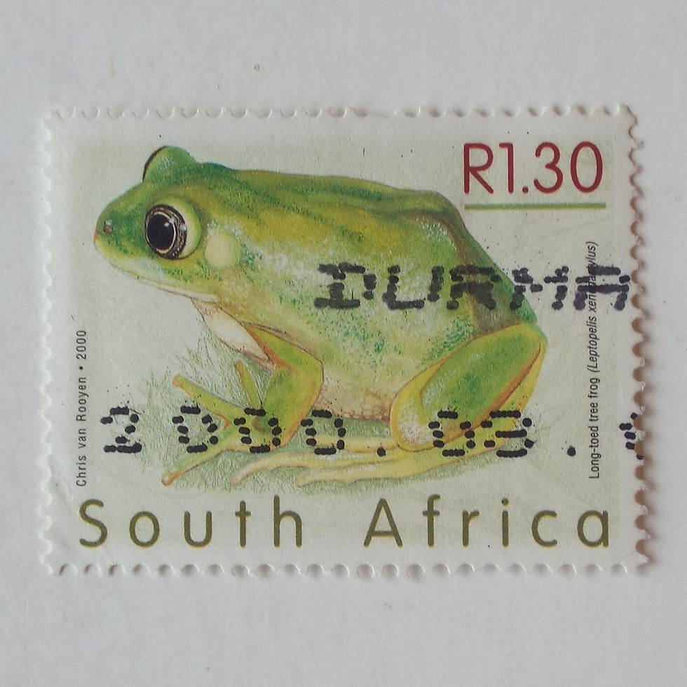 RSA - 2000 Frogs of SA "Long-toed Tree Frog" - Single - postally used