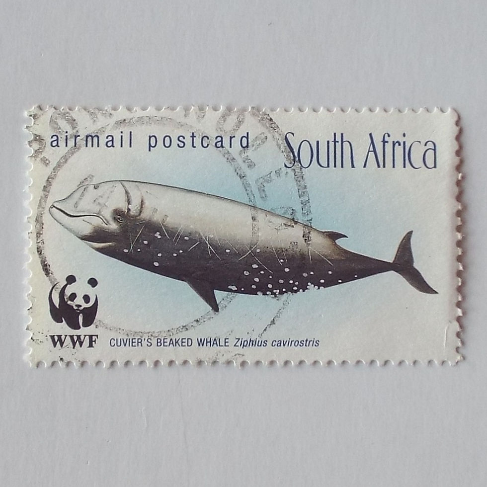 RSA - 1998 Whales of Southern Oceans - Airmail Rate - Single - Postally Used