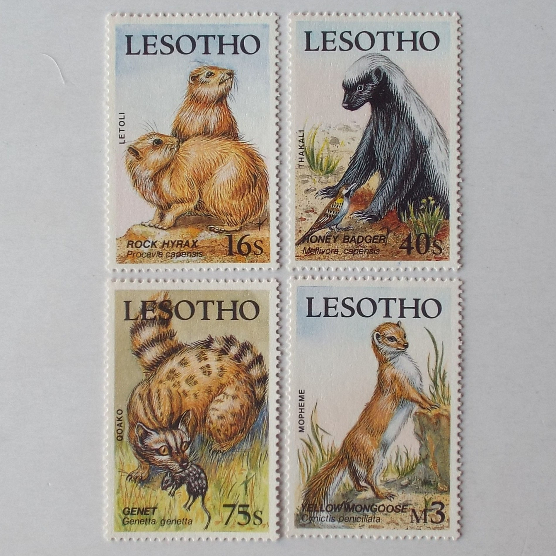 Lesotho - 1988 Small Mammals of Lesotho - Full Set of Singles - UMM