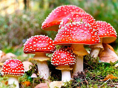Amanita
