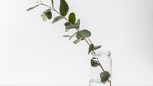 Eukalyptus im Glas