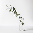 Eucalyptus in glass jar