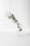 Eucalyptus in glass jar