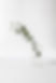 Branche dans un bocal en verre