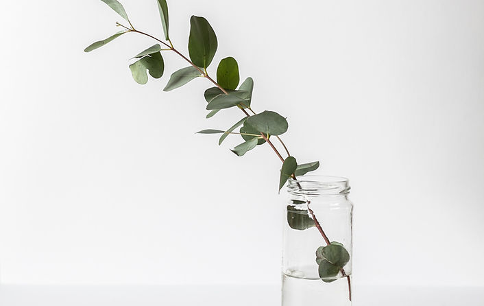Eucalyptus in glass jar