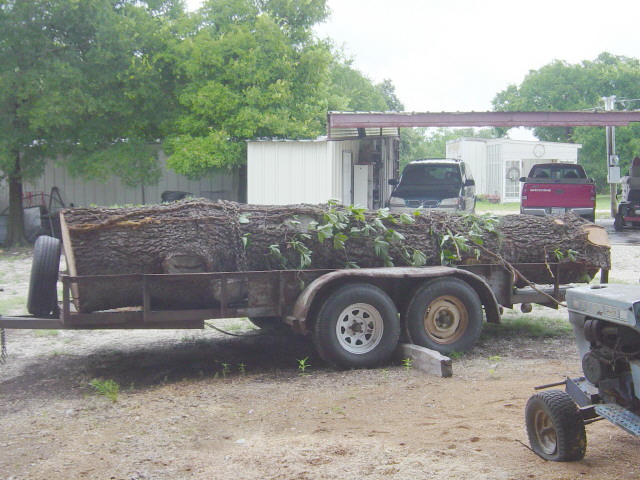 deodar cedar7728.jpg