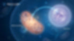 Wide landscape illustration showing mitochondrion signaling to nucleus inside a cell.
