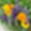 beautiful display of calendula lavender skullcap, sage, bee balm hyssop.jpg