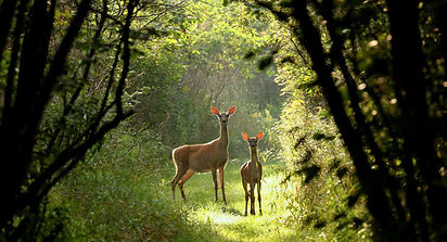Propriété au coeur d'un parc boisé, rivière, animaux sauvages en liberté