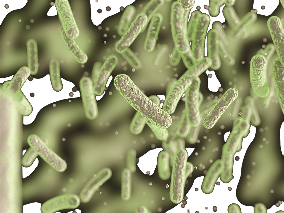 Bacteria, Microbes, Salmonella Bacteria, Bacterial colony_edited.png