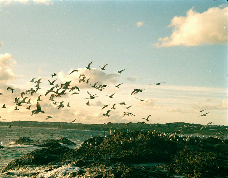 Gulls Godrevy NEEDS PRINT DR.jpg