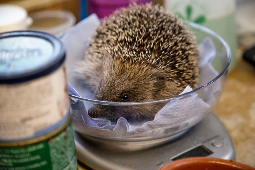 Prickles and paws weighing .JPG