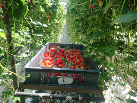 Pick of the workforce