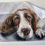 Thumbnail: 'Man's Best Friend' - Spaniel Tea Towel