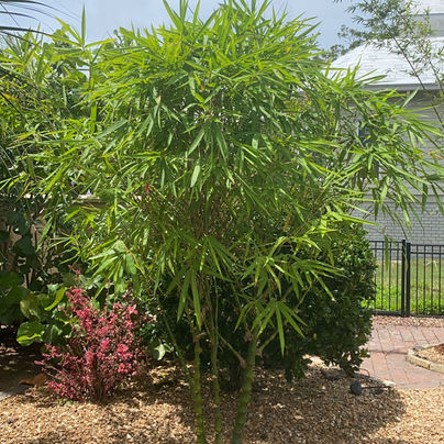 Dwarf Buddha Belly 15g