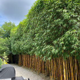 Jacksonville's Bamboo Expert | Professional Installation