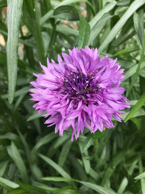 01772e50b4d0739ac3c98f0e8890b9044d3f891268 - Copy.jpg