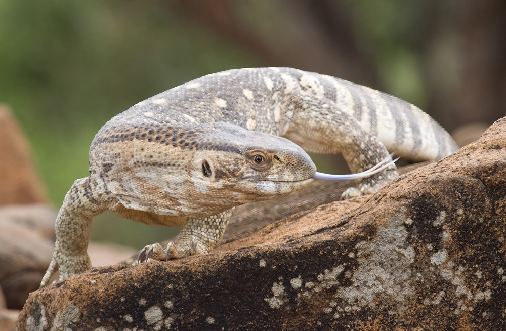 Desert Monitor