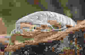 Desert Monitor