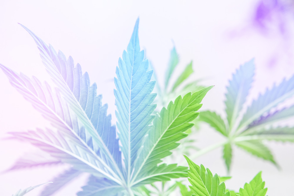 Apple Now Allows Marijuana Businesses On Its App Store