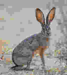 Black-Tailed Jack Rabbit