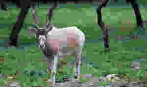 Addax Antelope
