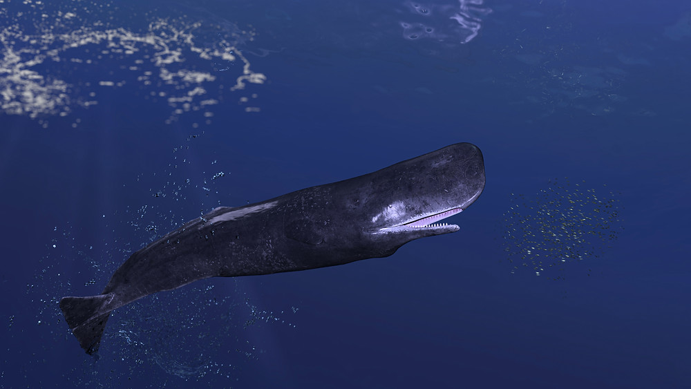 Sperm whales are the largest animals with teeth.