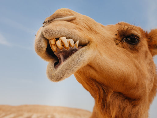 7 Super Cool Desert Animals: How they Eat and Other Adaptions that Help Them Thrive