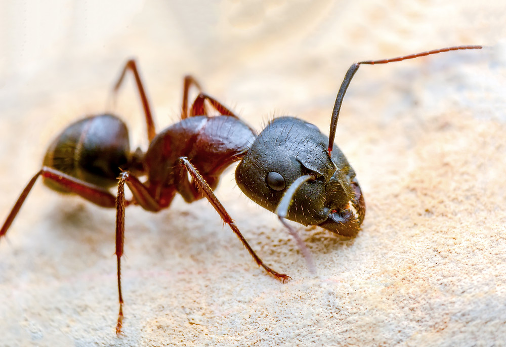 Fire Ants