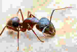 Fire Ants