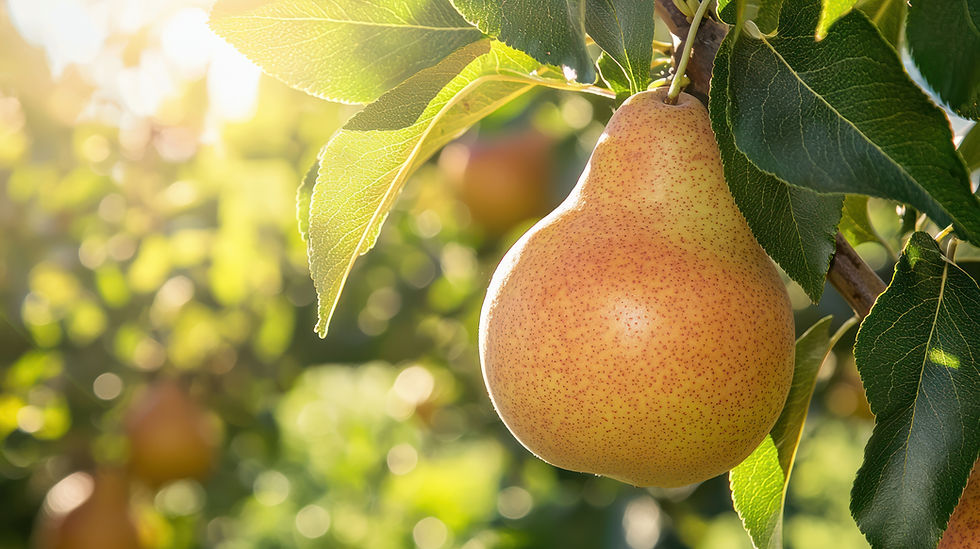 Barlett Pear Tree.jpeg