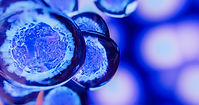 stem cells 2.jpeg