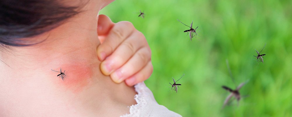 Mosquitos