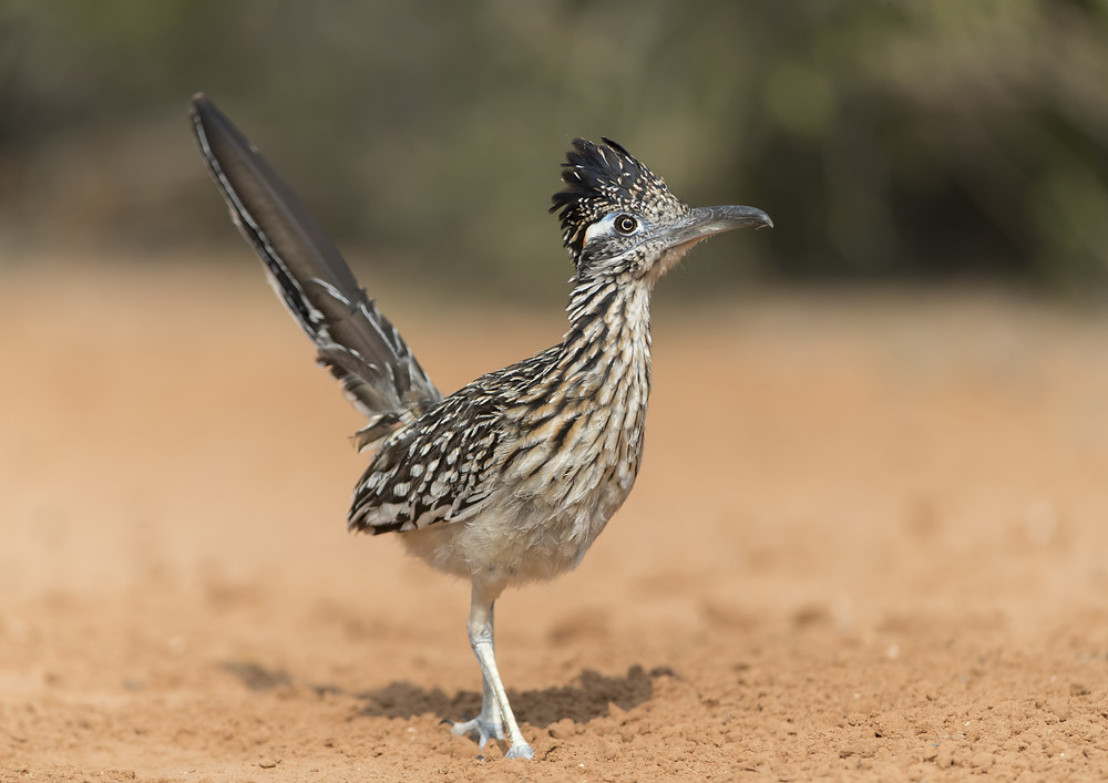 7 Super Cool Desert Animals: How they Eat and Other Adaptions that Help