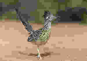 Roadrunner