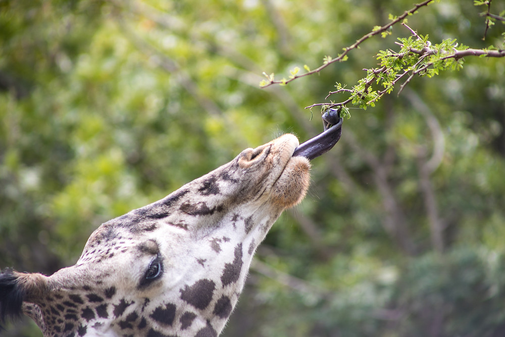 Giraffe