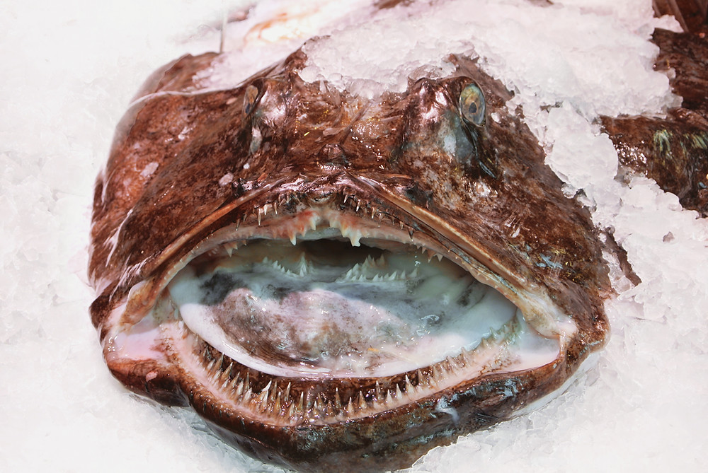 Monkfish