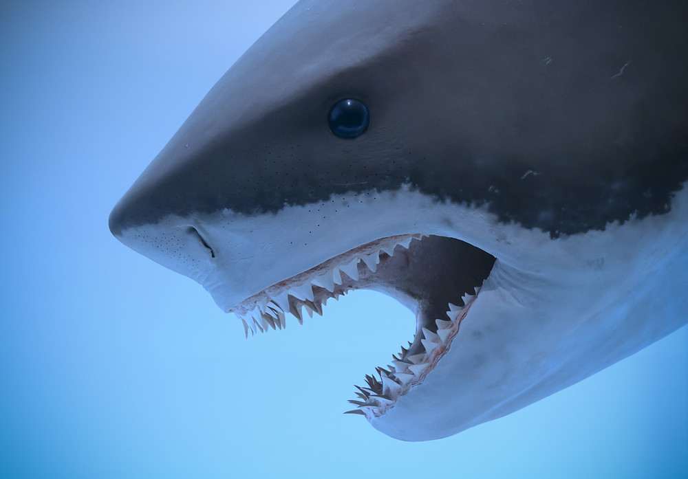 Sharks