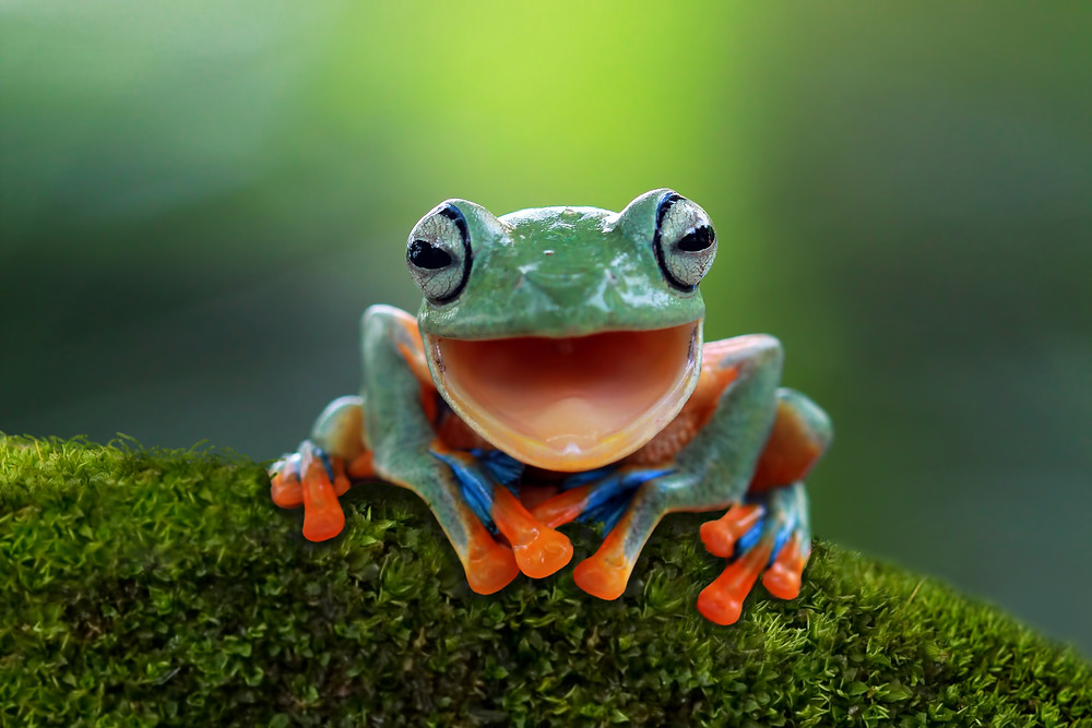 Frogs